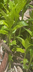Hybanthus concolor