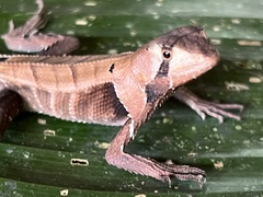 Stenocercus fimbriatus