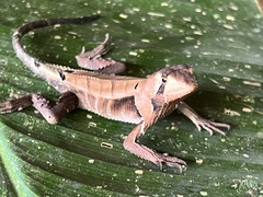 Stenocercus fimbriatus