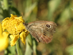 Pampasatyrus gyrtone