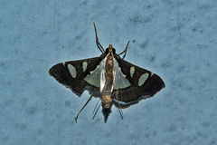 Glyphodes pyloalis