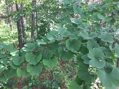 Ginkgo biloba