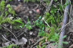 Cardamine oligosperma