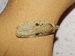 Agonopterix yeatiana