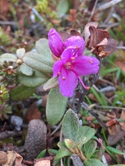 Rhododendron lapponicum