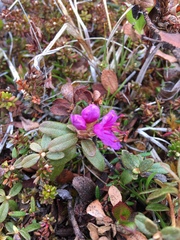 Rhododendron lapponicum