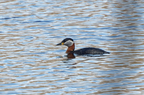 Somormujo cuellirrojo (Podiceps grisegena)
