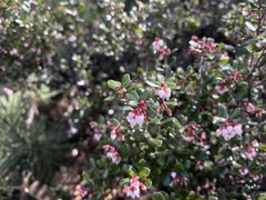 Arctostaphylos nummularia