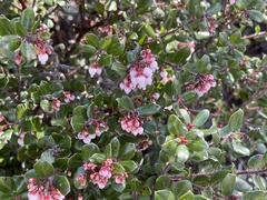 Arctostaphylos nummularia