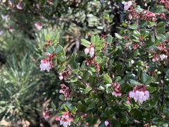 Arctostaphylos nummularia