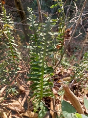 Polypodium plesiosorum