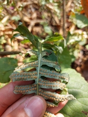 Polypodium plesiosorum