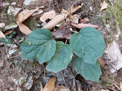 Roldana sundbergii