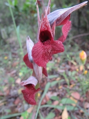 Serapias cordigera