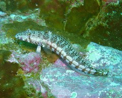 Parapercis stricticeps