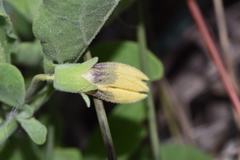 Physalis cinerascens spathulifolia