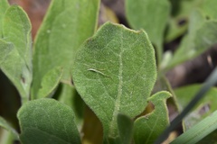 Physalis cinerascens spathulifolia