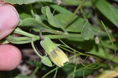 Physalis cinerascens spathulifolia