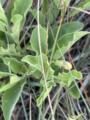 Physalis cinerascens spathulifolia