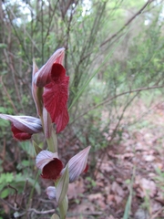 Serapias cordigera