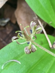 Scoliopus hallii