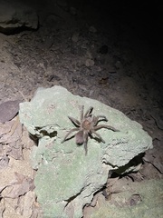 Phormictopus cancerides