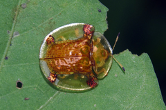 Aspidimorpha sanctaecrucis