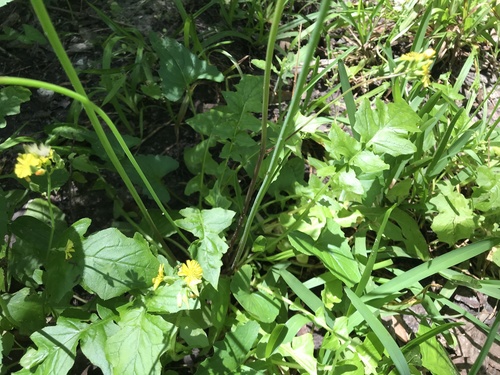 Youngia japonica image