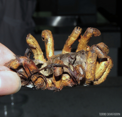 Cordyceps caloceroides