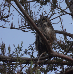 Bubo virginianus