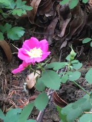Rosa spithamea