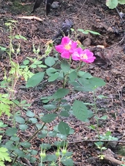 Rosa spithamea