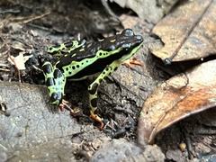 Atelopus spumarius