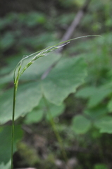Festuca subuliflora