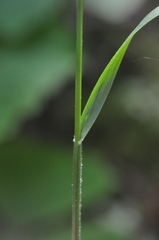 Festuca subuliflora