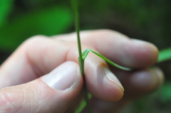 Festuca subuliflora