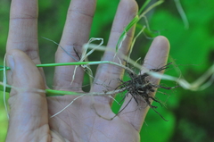 Festuca subuliflora