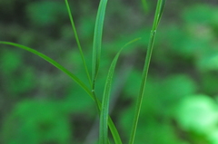 Festuca subuliflora