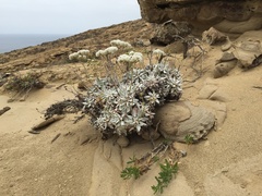 Eriogonum grande timorum