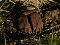 Prosopanche americana