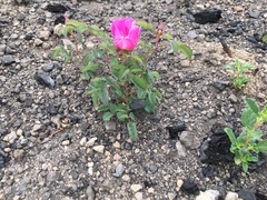 Rosa spithamea