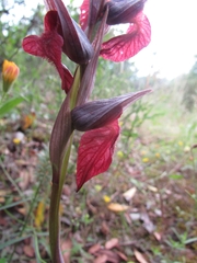 Serapias cordigera