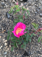 Rosa spithamea