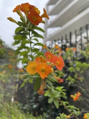 Streptosolen