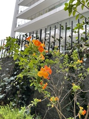 Streptosolen