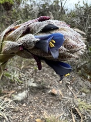 Puya lineata