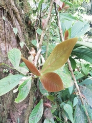 Ocotea tonduzii