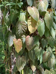 Philodendron hederaceum hederaceum