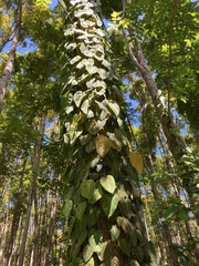 Philodendron hederaceum hederaceum