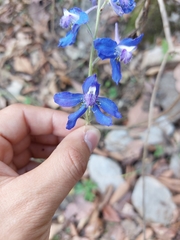 Delphinium madrense